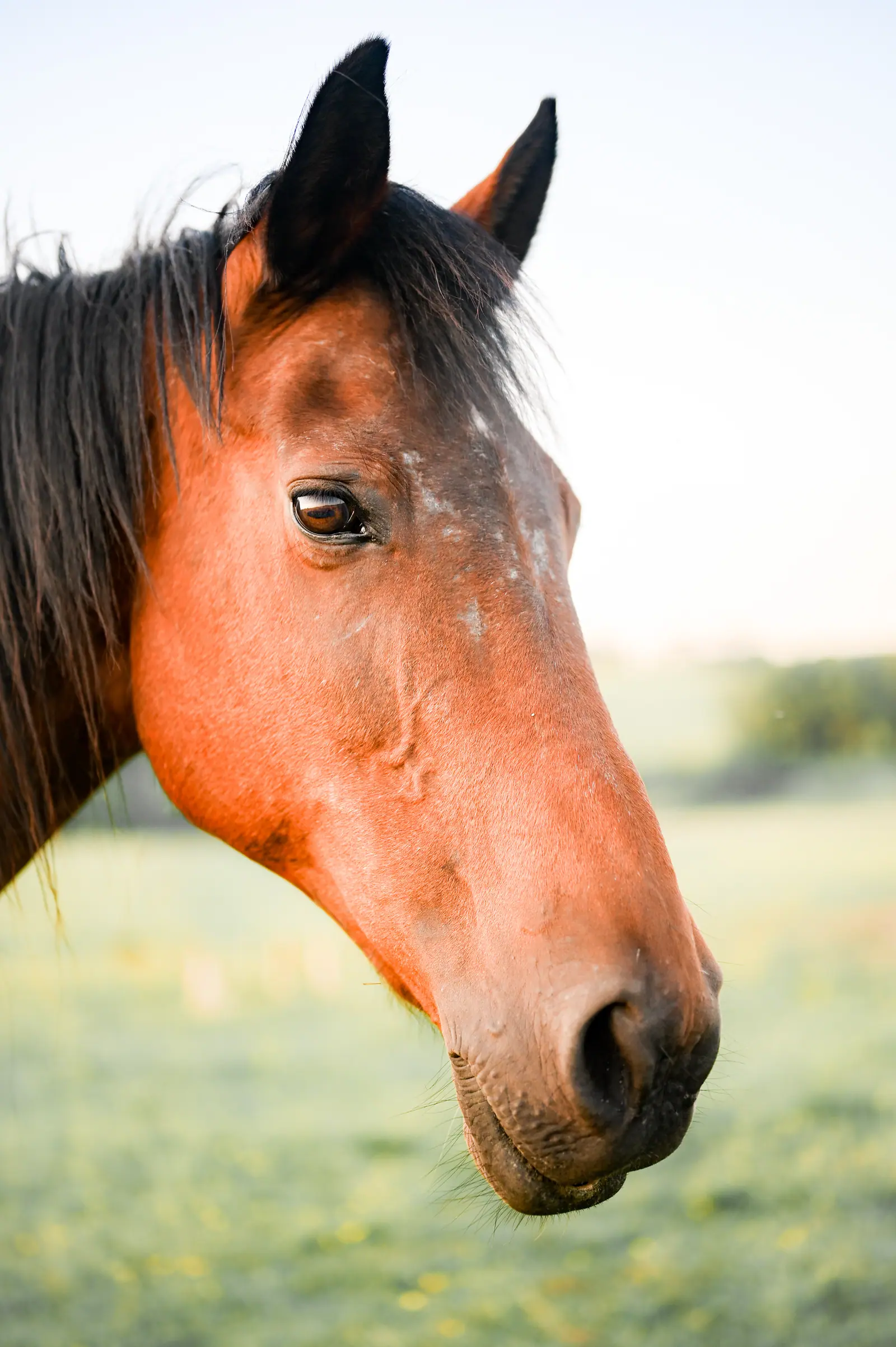 Close-up of a chestnut horse in a green field